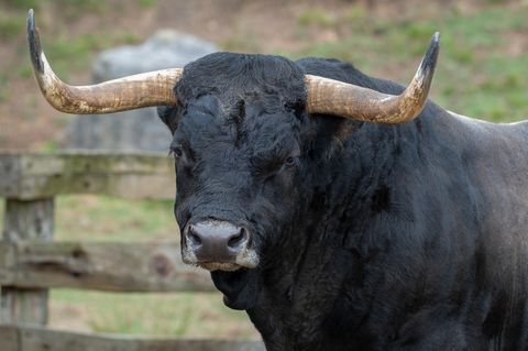 Ein Stier
