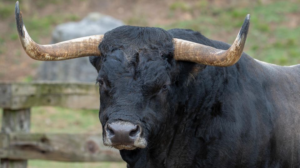 Ein Stier