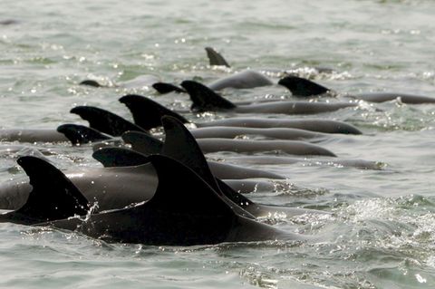 Eine Horde Delfine als Symbolfoto für Delfinjagd auf den Färöer-Inseln
