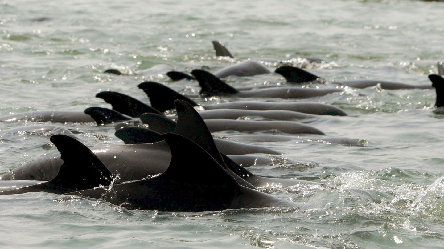 Eine Horde Delfine als Symbolfoto für Delfinjagd auf den Färöer-Inseln