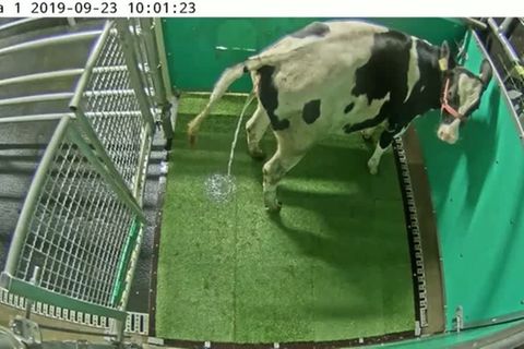 Video: Katzenklo-Konzept auch für Kühe