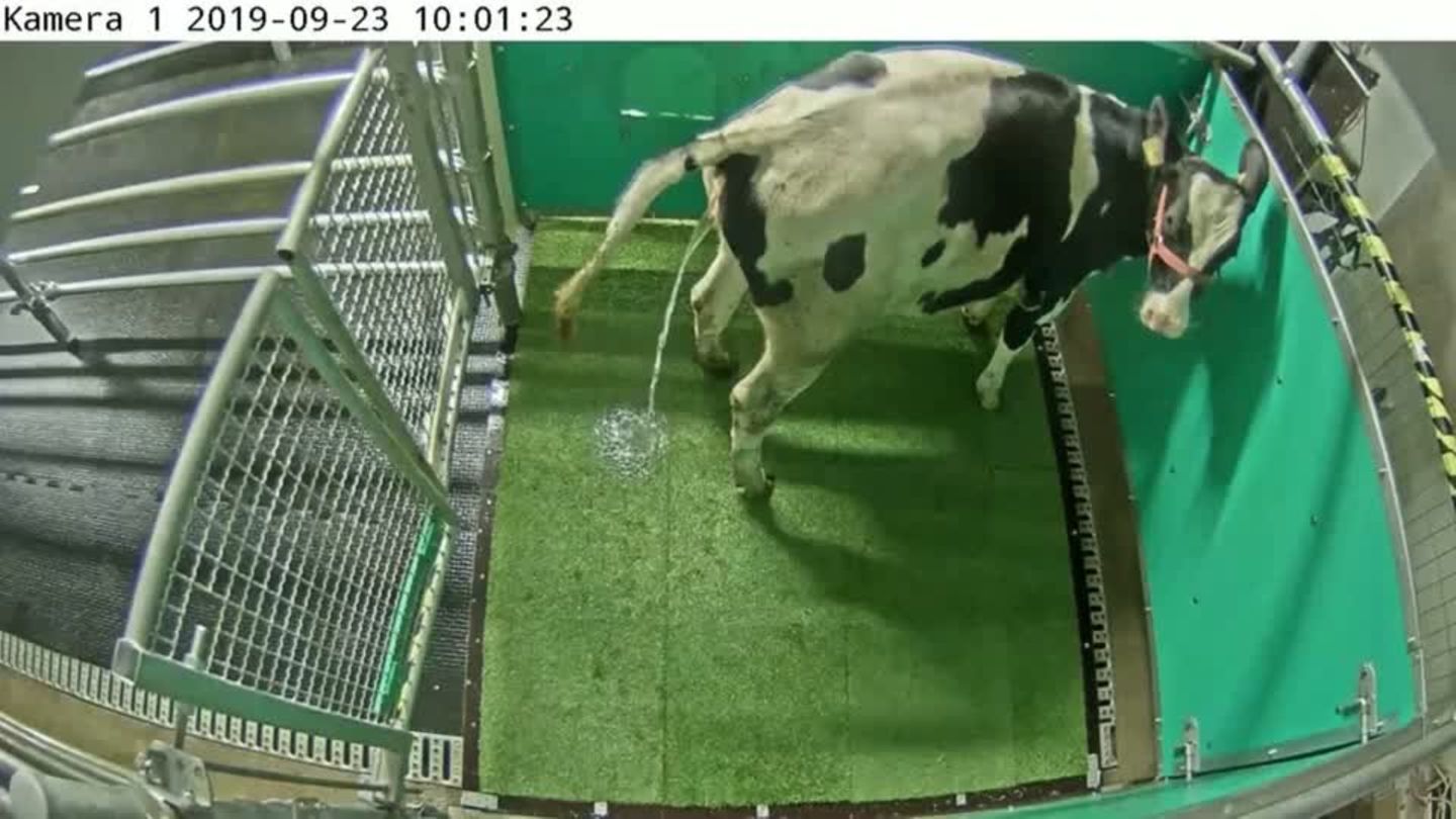 Video: Katzenklo-Konzept auch für Kühe