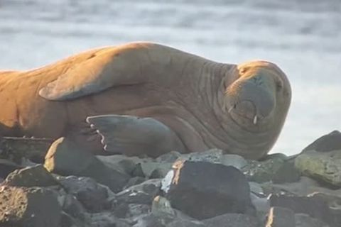 Sensation auf Wangerooge: Meeresräuber auf Abwegen: Walross verirrt sich ziemlich weit nach Süden