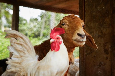 Ein Huhn und eine Ziege