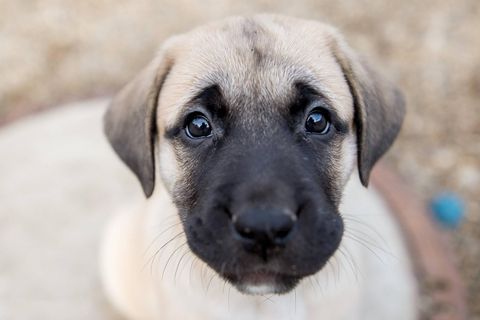 Kangal-Welpe