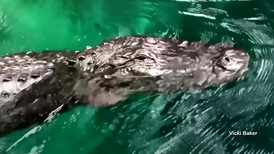 Alligator schwimmt auf SUV-Paddlerin zu – 60-Jährige wehrt sich mit ihrem Paddel Alligator schwimmt auf SUV-Paddlerin zu – 60-Jährige wehrt sich mit ihrem Paddel