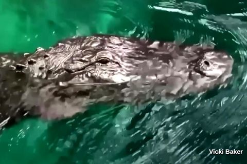 Alligator schwimmt auf SUV-Paddlerin zu – 60-Jährige wehrt sich mit ihrem Paddel