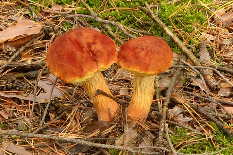Zwei Pilze wachsen auf einem herbstlichem Waldboden