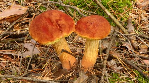 Zwei Pilze wachsen auf einem herbstlichem Waldboden