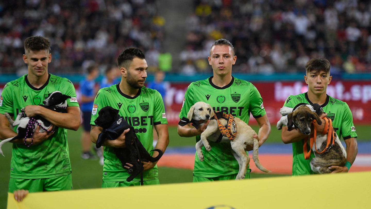 Vier Fußballspieler von Dynamo Bukarest vor dem Spiel mit ihren Hunden aus dem Tierheim und von der Straße.