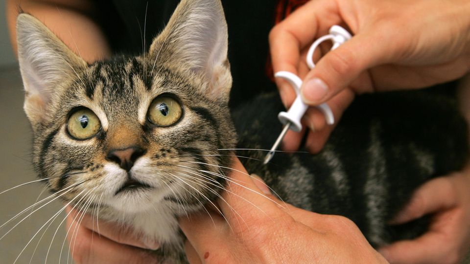 Eine Katze wird per Mikrochip gekennzeichnet. Durch die Technik konnte ein entlaufener Kater in Schottland nun nach über zehn Jahren wiedergefunden werden.