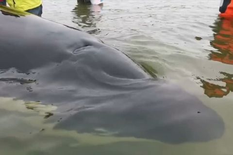 Video: Orca in Not: noch mal Glück gehabt