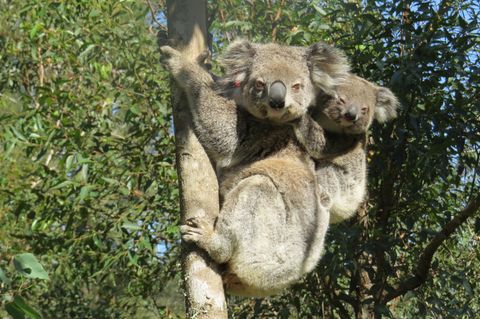 Koala Ember klammert sich mit seinem Jungen auf dem Rücken an einem Baum fest. Der Koala hat die verheerenden Buschbrände in New South Wales überlebt und nun Nachwuchs. Viele andere Koalas haben die Buschbrände allerdings nicht überlebt, was ihre Zahl stark verringert hat. 