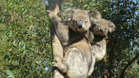 Koala Ember klammert sich mit seinem Jungen auf dem Rücken an einem Baum fest. Der Koala hat die verheerenden Buschbrände in New South Wales überlebt und nun Nachwuchs. Viele andere Koalas haben die Buschbrände allerdings nicht überlebt, was ihre Zahl stark verringert hat. 