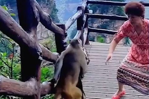Ein Affe klaut einer Frau die Handtasche.