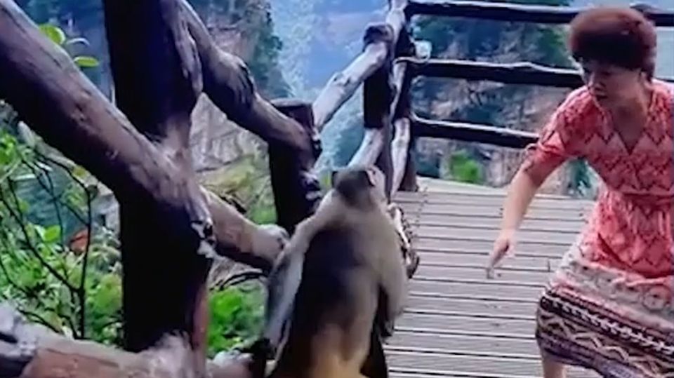 Ein Affe klaut einer Frau die Handtasche.