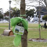 Eine grüne Schleife an einem Baum im Erinnerungsgarten in Kapstadt verweist auf einen Menschen, der an Corona gestorben ist
