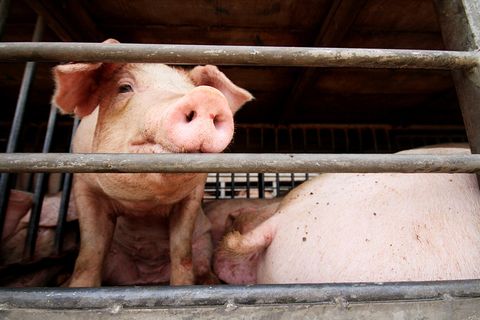 Schweine in einem engen Stall