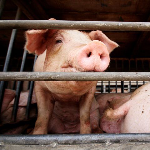 Schweine in einem engen Stall