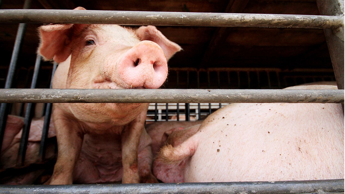 Schweine in einem engen Stall