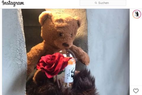 Ein Teddy im japanischen Bärentatzen-Café