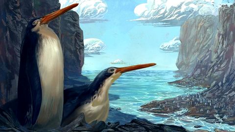 Schüler finden Fossilien von Riesen-Pinguin