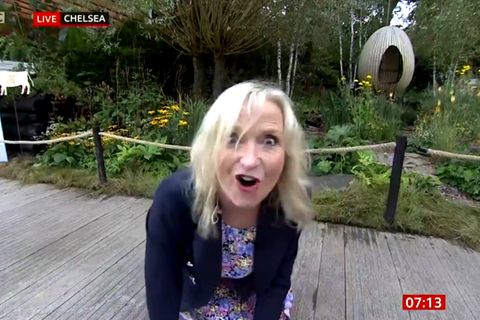 Wettermoderatorin Carol Kirkwood wird von einem Blindenhund in Ausbildung umgerissen.
