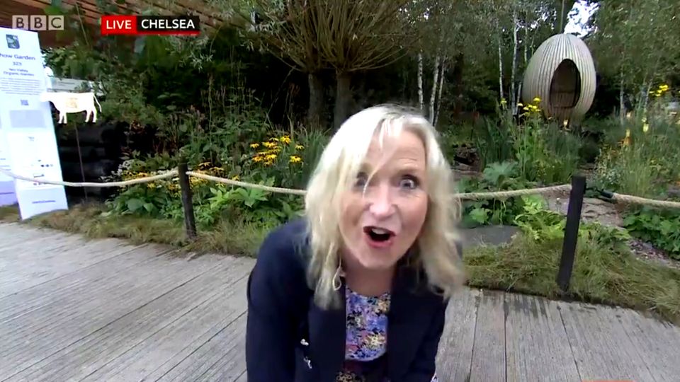 Wettermoderatorin Carol Kirkwood wird von einem Blindenhund in Ausbildung umgerissen.