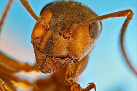 Nikon Small World 2021: Nahaufnahme einer roten Waldameise