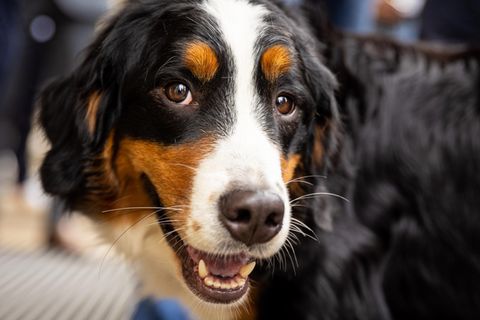 Hund erschnüffelt Corona-Infektion in Hannover (Symbolbild von Spürhund)