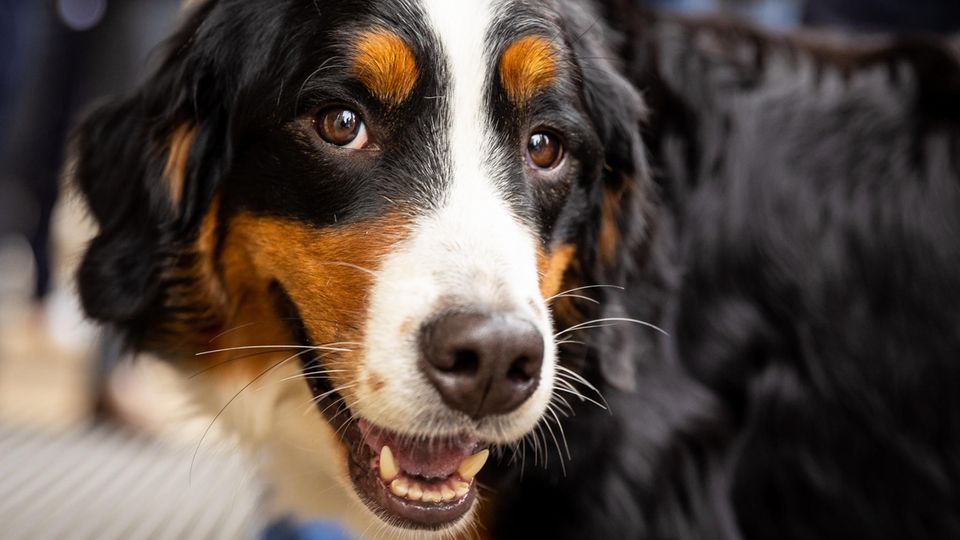 Hund erschnüffelt Corona-Infektion in Hannover (Symbolbild von Spürhund)
