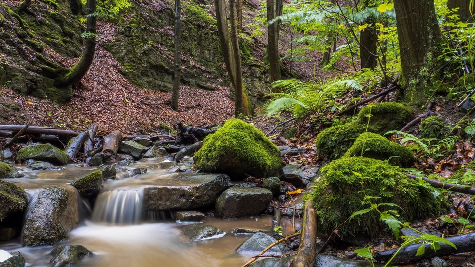 Habichtswald Habichtswald