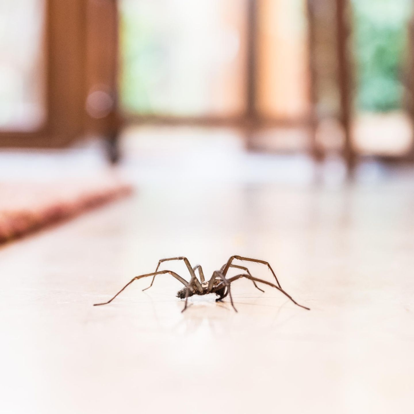 Eine Spinne krabbelt über den Boden