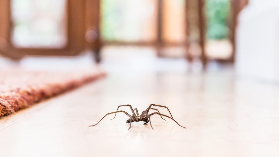 Eine Spinne krabbelt über den Boden
