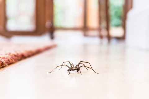 Eine Spinne krabbelt über den Boden