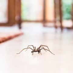 Eine Spinne krabbelt über den Boden