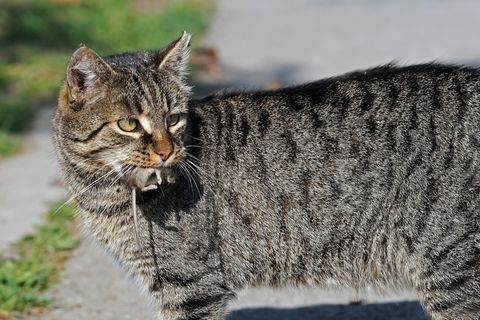Eine grau getigerte Katze trägt eine Maus im Maul