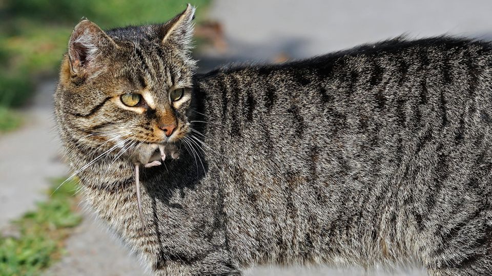 Eine grau getigerte Katze trägt eine Maus im Maul