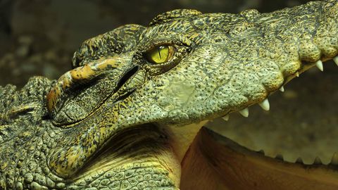 Ein Foto eines Siam Krokodils