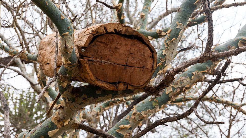 Ein ausgehöhlter und mit einem Brett versehener Baumstamm, der sicher vor Tieren oben im Baum platziert wird – mit diesen Bienenstöcken arbeiten die Imker