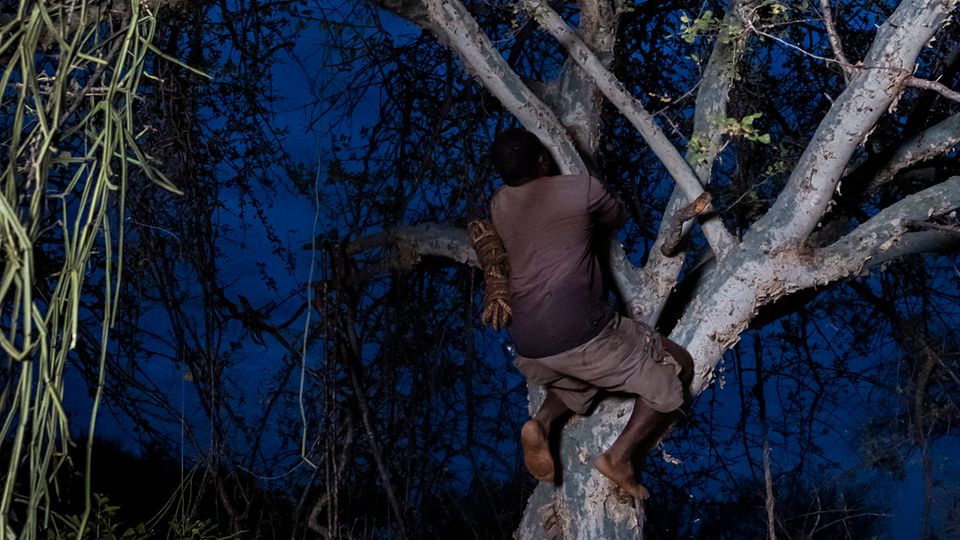 Peter Mulwa klettert auf den Baum, in dessen Krone sein Bienenstock platziert ist