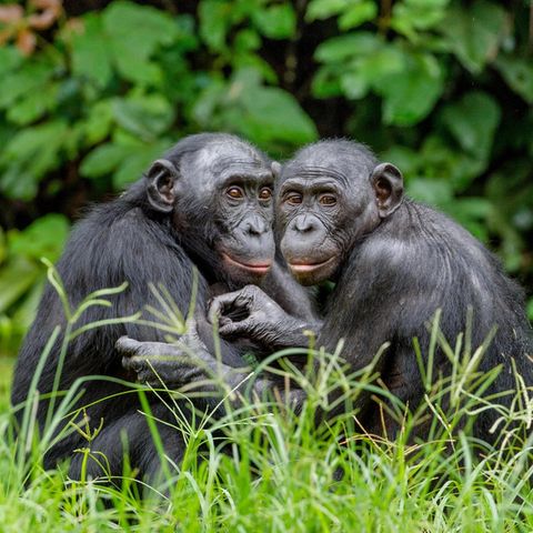 Zutiefst sozial: Wie fast alle Primatenarten inklusive uns Menschen leben Bonobos in Gemeinschaften. Im Gegensatz zu Schimpansen gelten sie als eher friedliebend