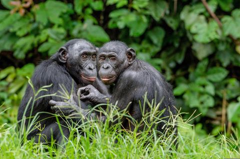 Zutiefst sozial: Wie fast alle Primatenarten inklusive uns Menschen leben Bonobos in Gemeinschaften. Im Gegensatz zu Schimpansen gelten sie als eher friedliebend