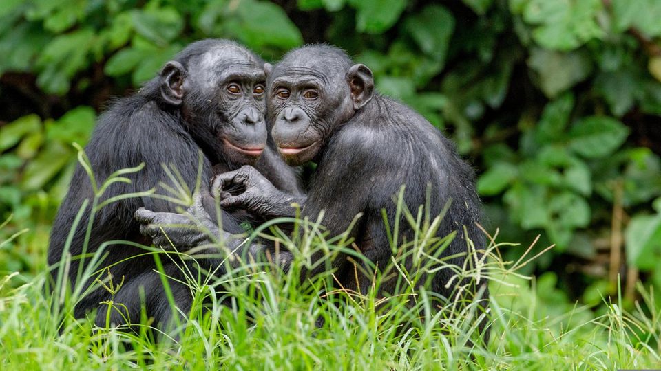 Zutiefst sozial: Wie fast alle Primatenarten inklusive uns Menschen leben Bonobos in Gemeinschaften. Im Gegensatz zu Schimpansen gelten sie als eher friedliebend
