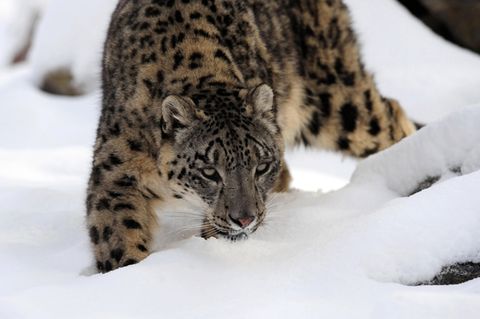 Der Schneeleopard, hier ein Exemplar in einem britischen Zoo, ist akut vom Aussterben bedroht