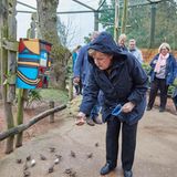 Mit den kleineren Tieren ging es bei der Fütterung weiter. Diesmal saßen die Sittiche am Boden.
