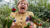 Ob es Schmerz oder Überraschung war, ist nicht ganz klar. Einer der Vögel zwickte jedenfalls daneben und erwischte dabei die Kanzlerin.