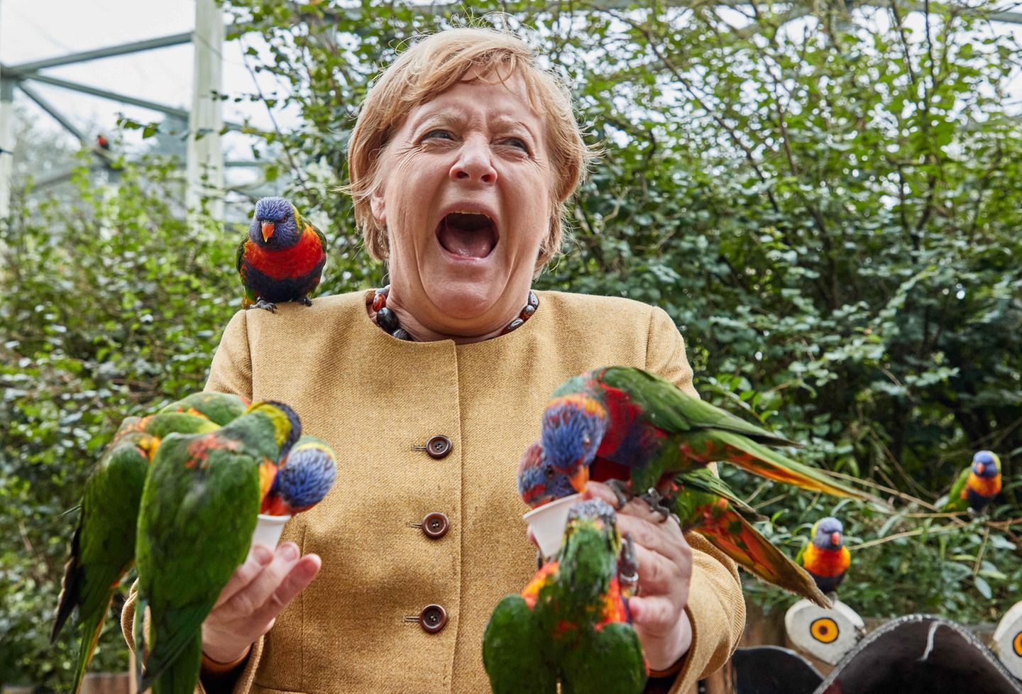 Ob es Schmerz oder Überraschung war, ist nicht ganz klar. Einer der Vögel zwickte jedenfalls daneben und erwischte dabei die Kanzlerin.