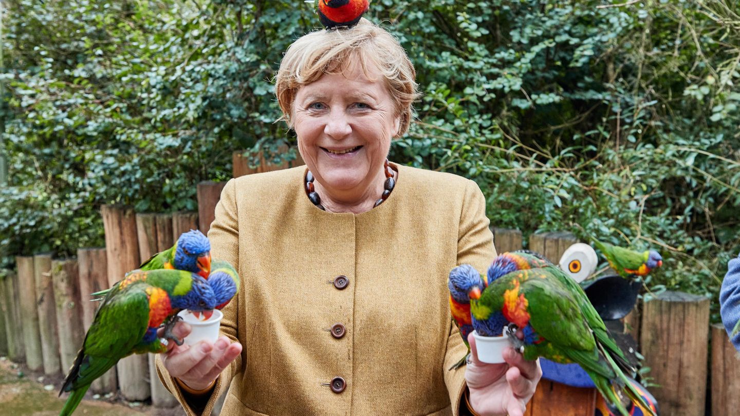 Bundestagswahl: Kein Photoshop: Angela Merkel besucht Vogelpark – und produziert grandiose Fotos mit Sittichen und Papageien