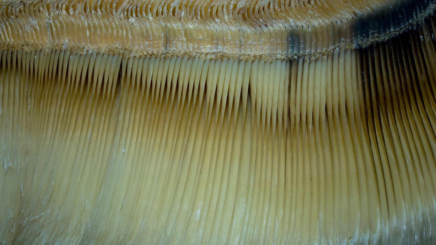 Eine Aufnahme von Barten eines Grauwals 